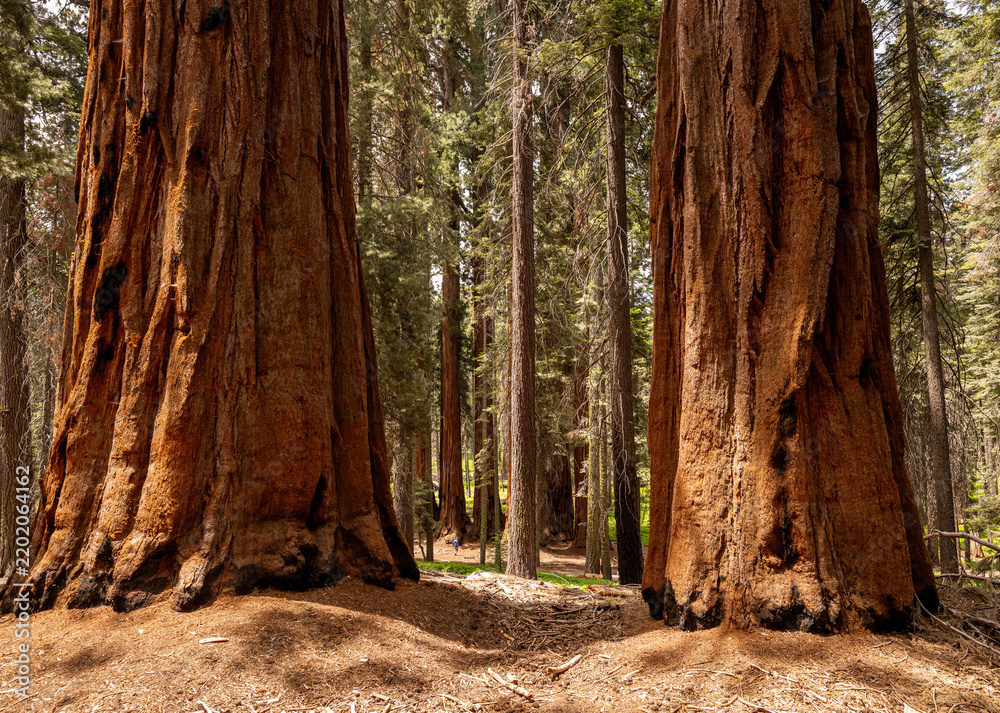 Fototapeta premium Two Trunks Of Giant Sequoia Trees Stand At Attention