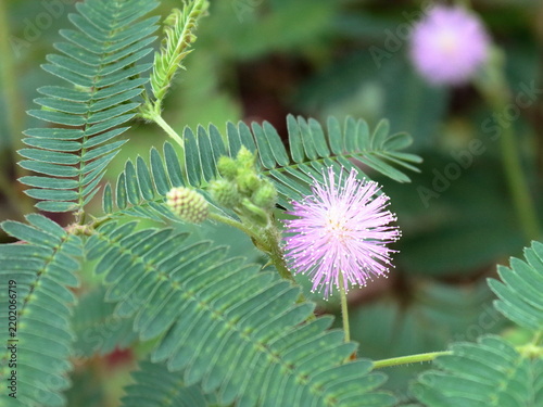 Konstfotografi 自然光に映えるピンクの丸いお花と繊細な緑の葉（屋外撮影）