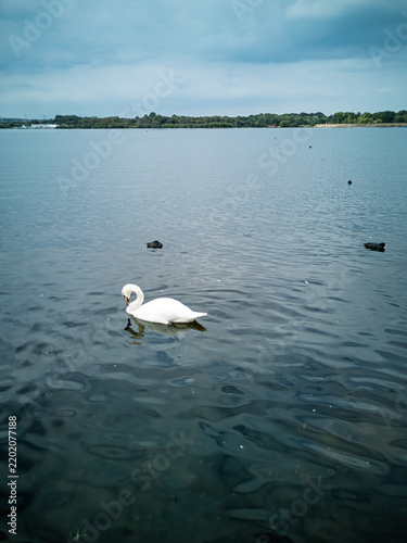 Foto Majestic white swan swimming calmly in a serene lake with dark rippling water un
