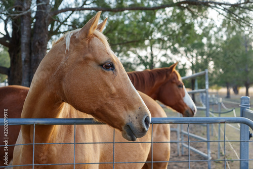 Side profile of a Golden Palomino Quarter Horse in the foreground and a Chestnut horse, behind a metal gate