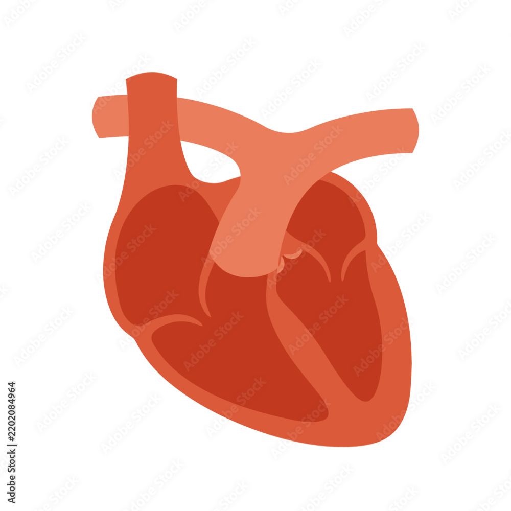Obraz premium Anatomical Heart Illustration - Medical Symbol, Health Care Concept