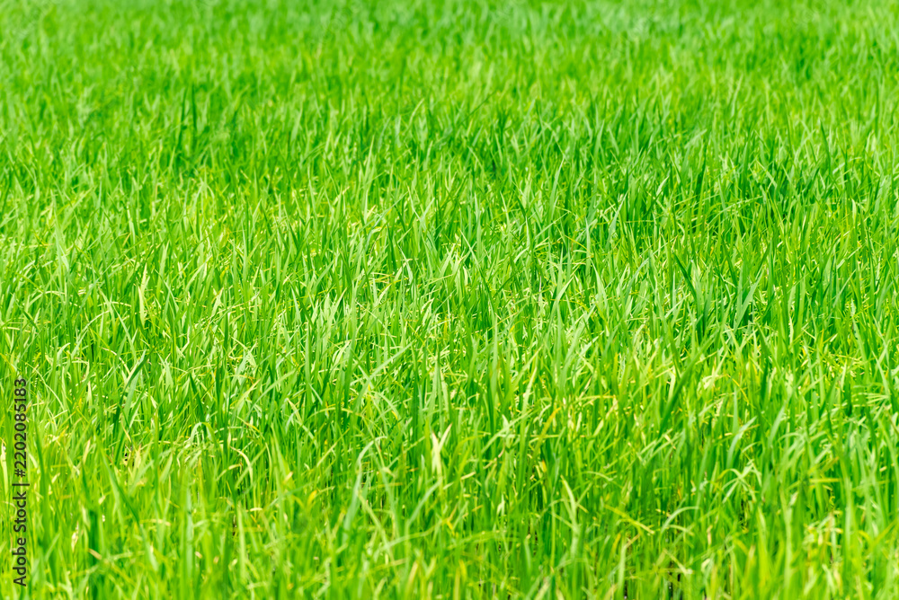 Obraz premium Fresh green grass covering sunny field dense natural growth creating vibrant botanical background for agriculture nature environment themes