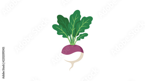 Fresh Purple Turnip with Green Leaves Isolated Illustration