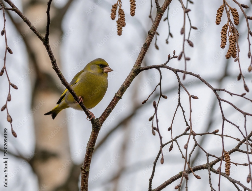 Obraz premium Greenfinch bird perched on a bare branch. Small wild animal with yellow and green plumage sits among twigs, watching surroundings. Nature scene in a forest setting.