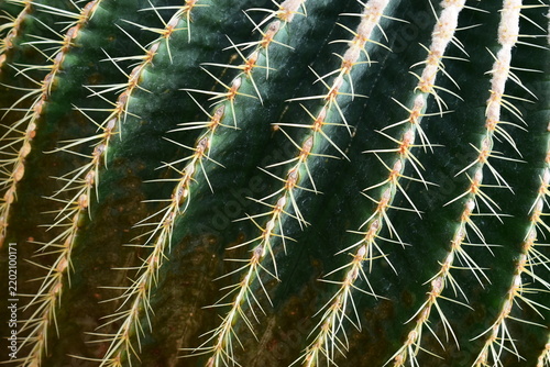 a group of golden barrel cacti in a desert garden