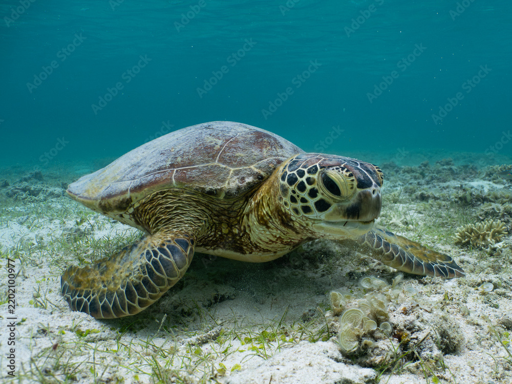 Obraz premium Green Sea Turtle Resting on Sandy Seabed in Miyakojima