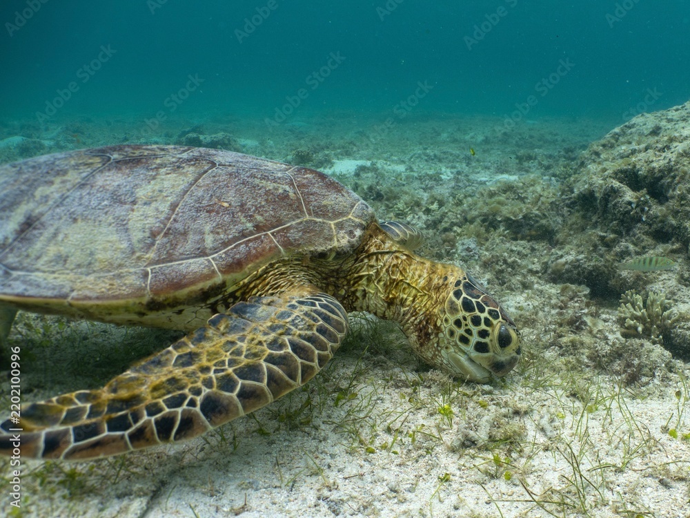 Fototapeta premium Green Sea Turtle Feeding on Seagrass Seabed in Miyakojima