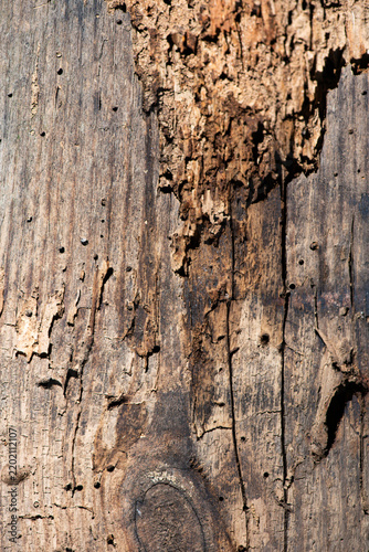 Quadro su tela Rotten timber with insect damage