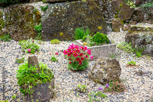 Bild auf Leinwand Pulsatilla Vulgaris Rubra flowering in a rock garden in spring in New Zealand