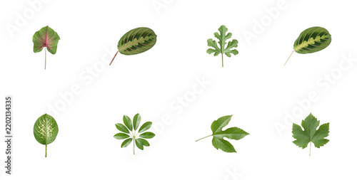 Green plant leaves collection isolated on transparent background for graphics.