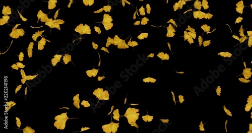 Obraz na płótnie Ginkgo leaves fall in black background