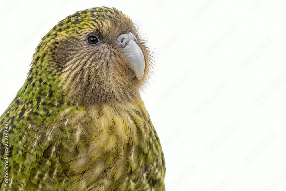 Obraz premium Kakapo close portrait isolated on white background