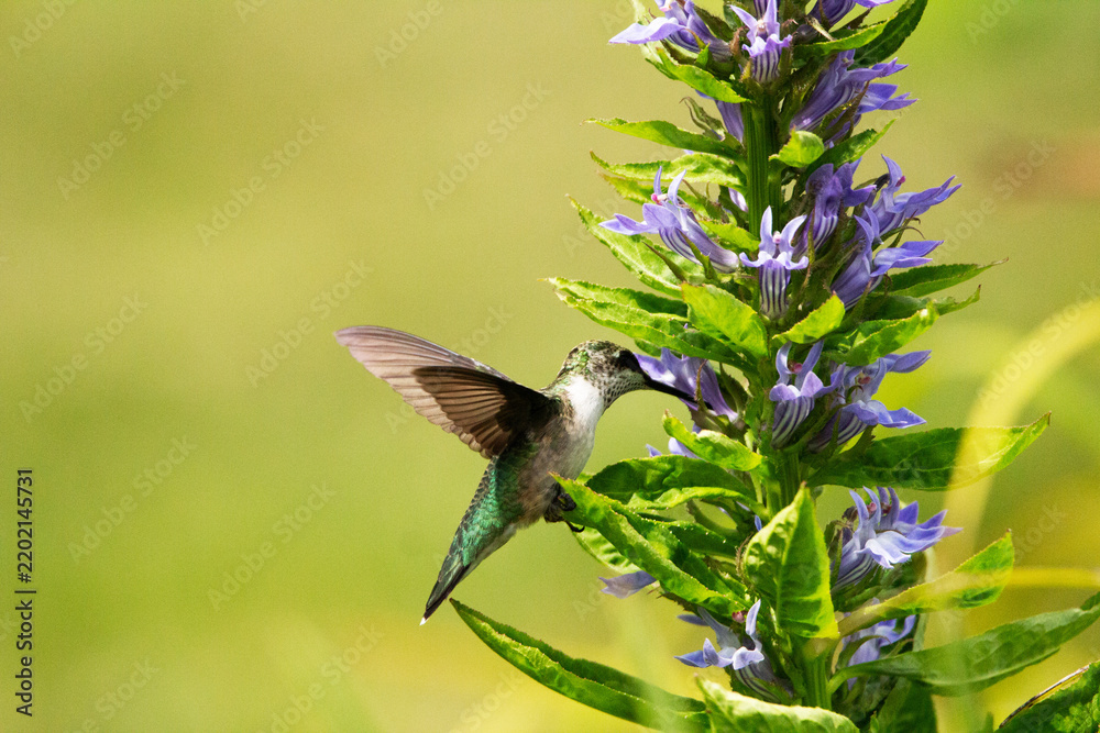 Fototapeta premium hummingbird in flight