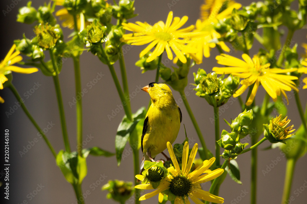 Fototapeta premium Ruby throated Hummingbird. Female.