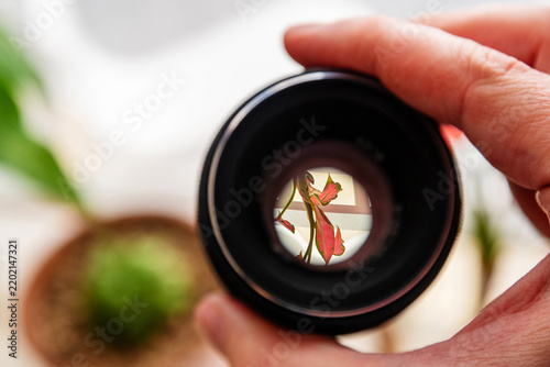 Close-up of hand holding camera lens focusing on a pink leaf plant. Concept of vision, perspective, and photography hobby