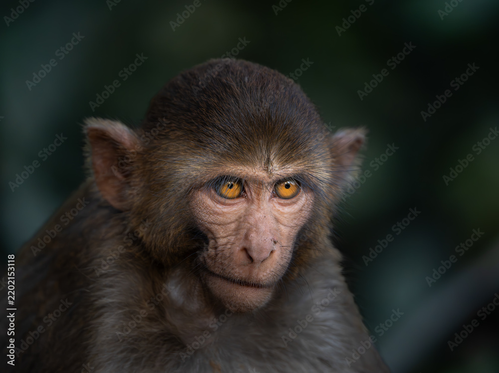 Fototapeta premium close up portrait of a baboon