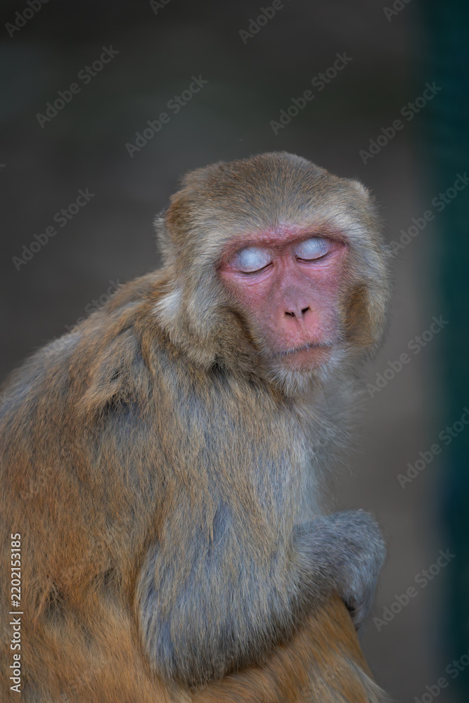 Obraz premium portrait of a macaque
