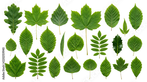 Green leaves collection featuring oak maple birch and elm foliage on a pure white background