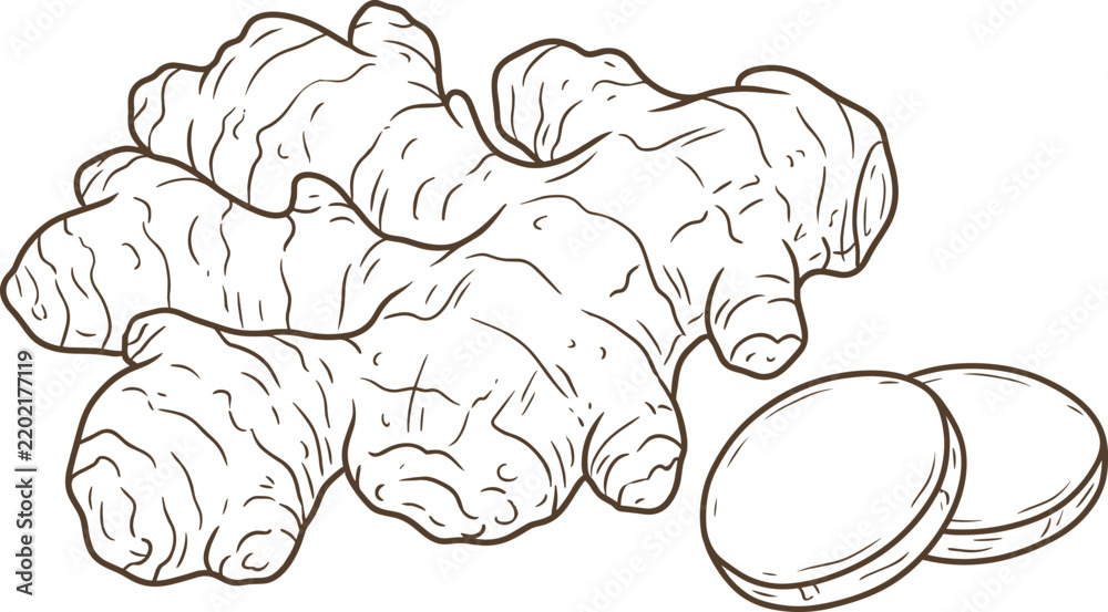 Obraz premium Detailed brown ink line art vector graphic depicting raw ginger plant root beside two fresh round slices