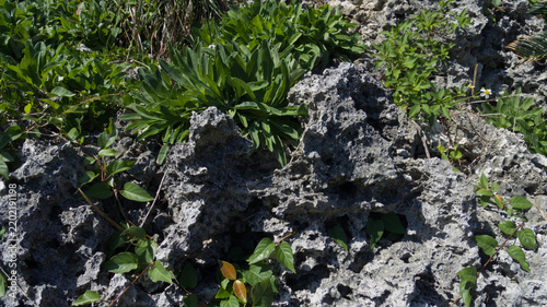 Фотография 沖縄の自然な姿を残すゴツゴツとした琉球石灰岩と自生する植物