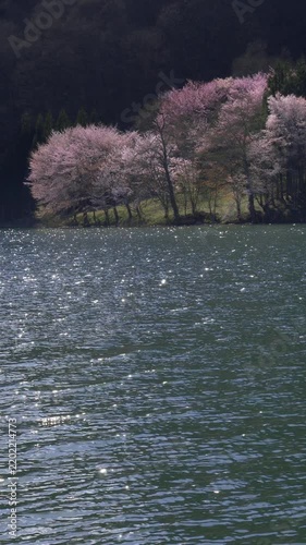Sakura on Lake Shore in Evening Light Vertical Video