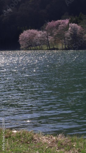 Blooming Cherry Trees on Sunlit Lake Shore Vertical Video