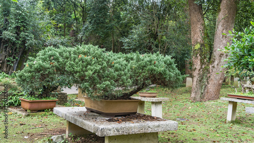 фотографія Dwarf bonsai trees grow in a natural park