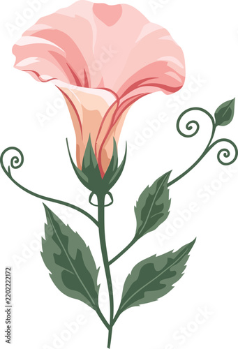Print Pink morning glory flower illustration with green leaves and tendrils