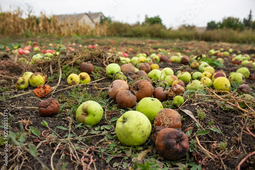 Cuadro en lienzo Rotten apples lying on ground in autumn farm field