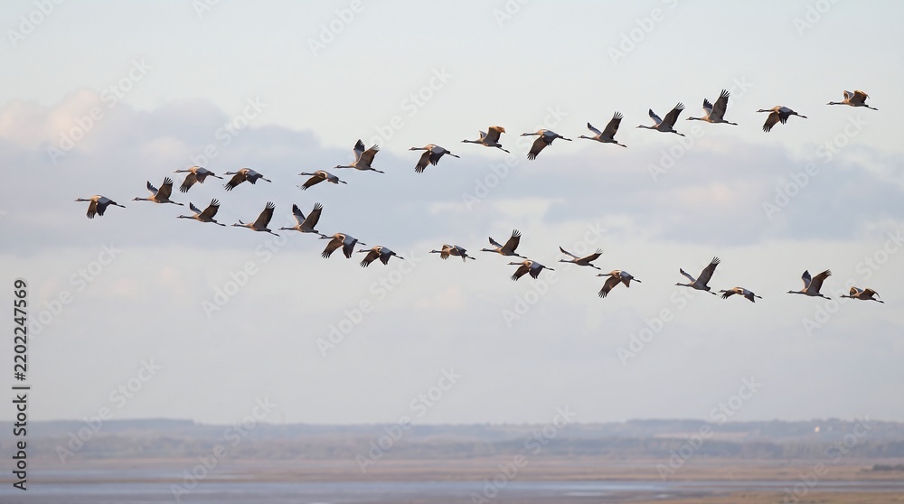 Fototapeta premium Flock of Cranes Flying in V Formation