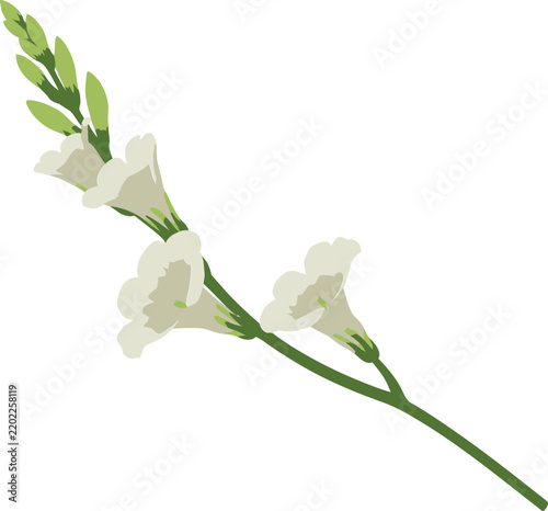 Print White gladiolus flower stem with leaves flat vector illustration