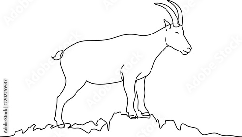 Goat standing on mountain white background.