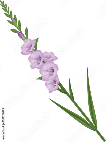 Print Gladiolus flower stem illustration with lavender blooms and green foliage