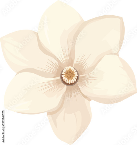 Print Cream colored magnolia flower illustration with detailed center and petal shading