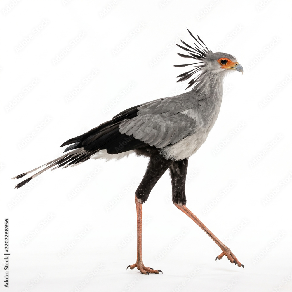 Obraz premium Secretarybird Walking Isolated on White Background
