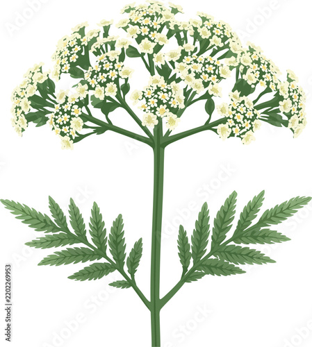 Yarrow plant with small white flowers detailed vector illustration