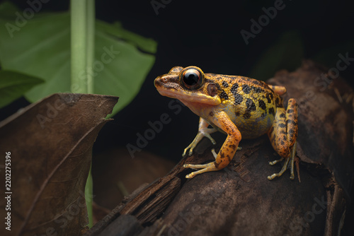 A wild Culion Frog (Hylarana moellendorffi) perched amid forest leaf litter at night, Palawan, Philippines