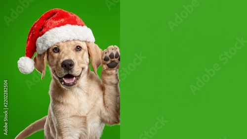 Christmas Banner template, Realistic Puppy Wearing Santa Claus Hat Waving Paw Behind Blank Green Panel with Copy Space for Christmas Greeting Card