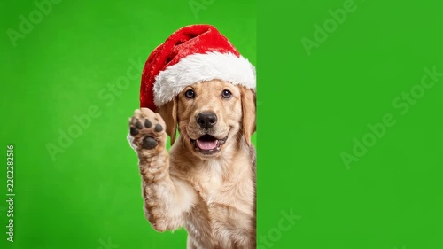 Christmas Banner template, Realistic Puppy Wearing Santa Claus Hat Waving Paw Behind Blank Green Panel with Copy Space for Christmas Greeting Card