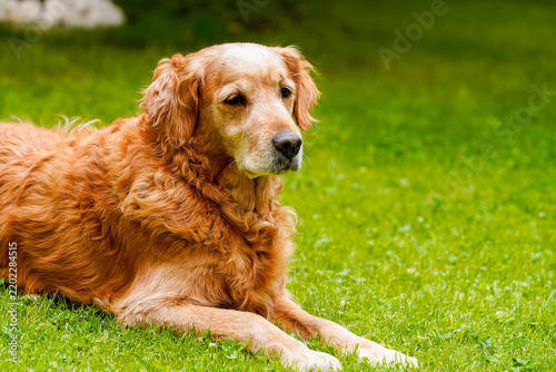 Golden retriever dog resting calmly on green grass