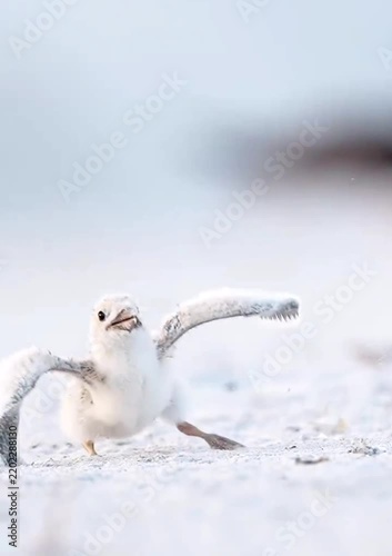 Osytcather chicks , feisty siblings caught in a playful tussle.