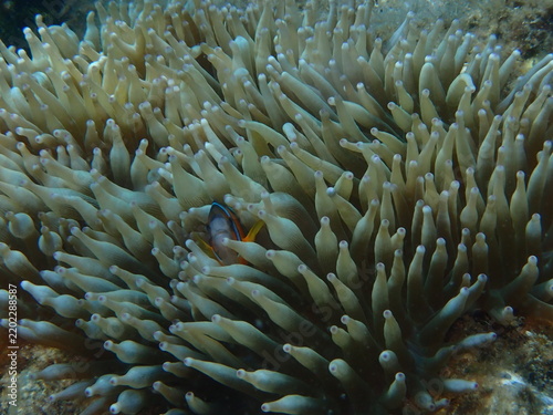 Konstfotografi Clownfish (Amphiprion sp