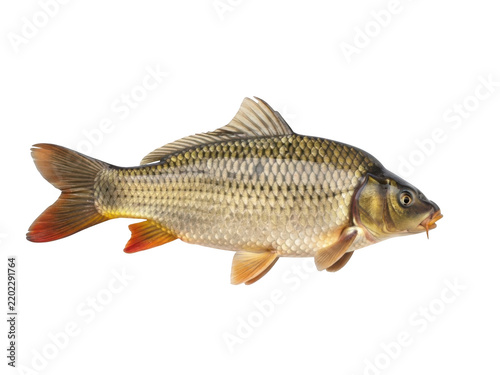 A close-up of a golden carp with vibrant red tail and fins against a clean white background