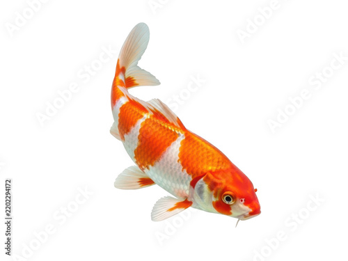 Vibrant orange and white koi fish with intricate patterns on a clean white background