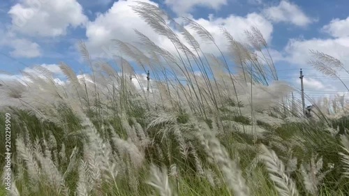 White Pampas Grass Swaying in the Wind Under Blue Cloudy Sky, Natural Meadow Landscape