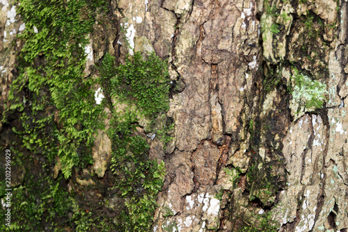 texture of brown bark of an old tree with green moss and lichen 