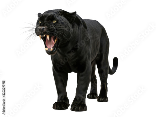 A powerful black panther in full roaring display against pure white background