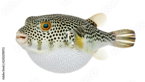 Close-up of a puffer fish with distinctive black spots and a swollen body against a clean white background