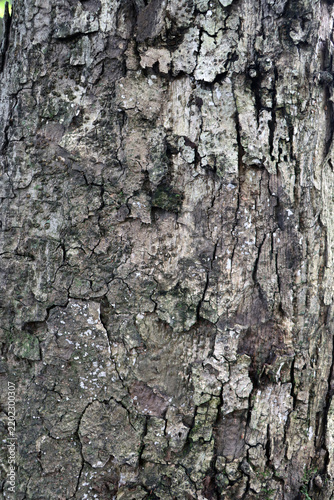 natural texture of bark background, tree bark backdrop