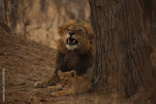 Male lion glancing sideways with his cub resting beside him
